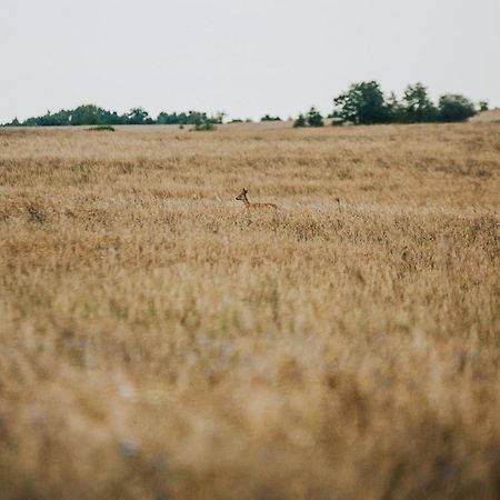 Dziki Las - Domki Na Drzewach Miłomłyn 外观 照片